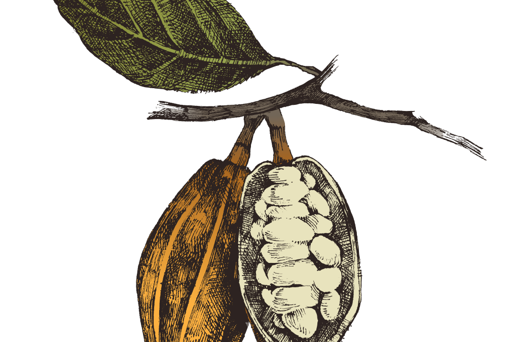 Cocoa Bean Vector