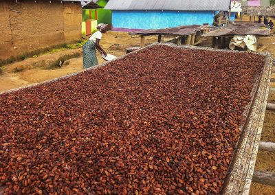 Cocoa Beans Drying