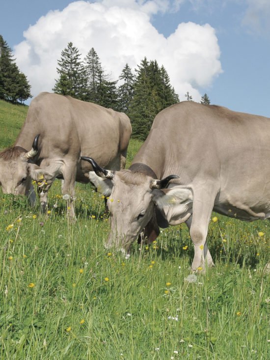 Felchlin Opus Lait – Lait de Terroir 38% Milk Couverture Chocolate Cows