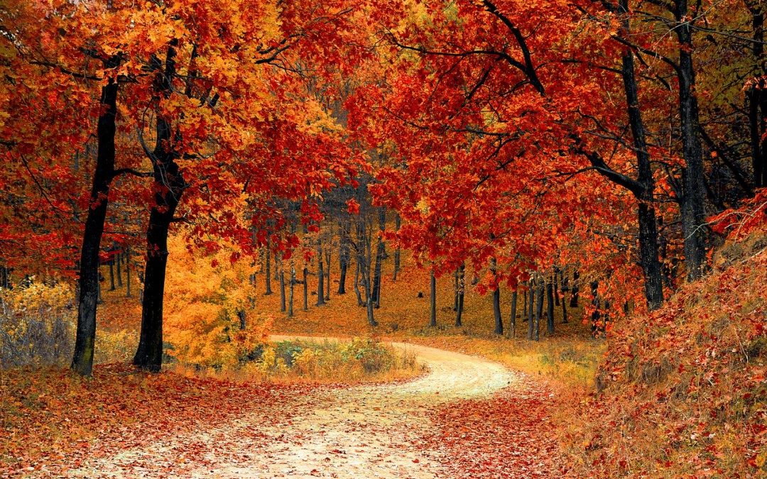 Autumn Update