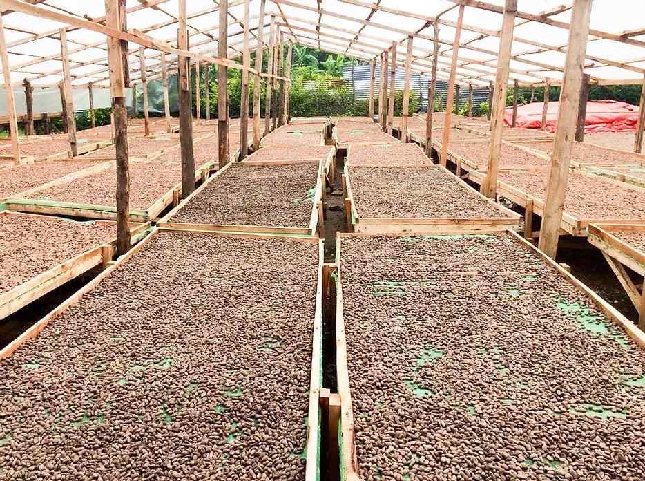Monsoon Chocolate Semuliki Forest Uganda-min