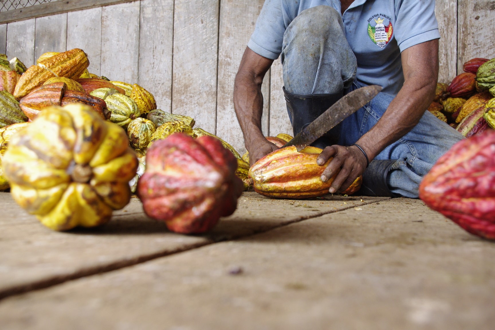 Meso Cacao Matagalpa Nicaragua Cocoa Pods-min